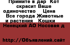 Примите в дар. Кот скрасит Ваше одиночество. › Цена ­ 0 - Все города Животные и растения » Кошки   . Ненецкий АО,Носовая д.